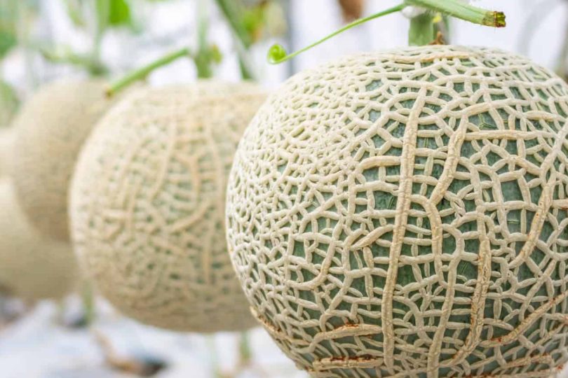 Dự án trồng dưa lưới Nhật Bản