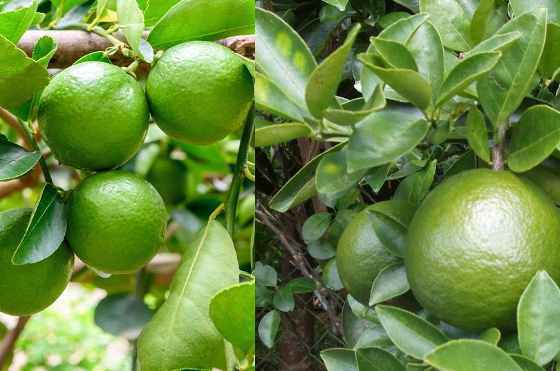 Dự án trồng chanh không hạt và cam sành